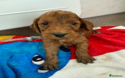 Cockapoo dogs for sale: 9 F1 cockapoo puppies for sale  - Image 8