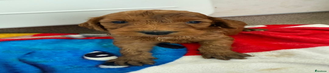 Cockapoo Puppy 6