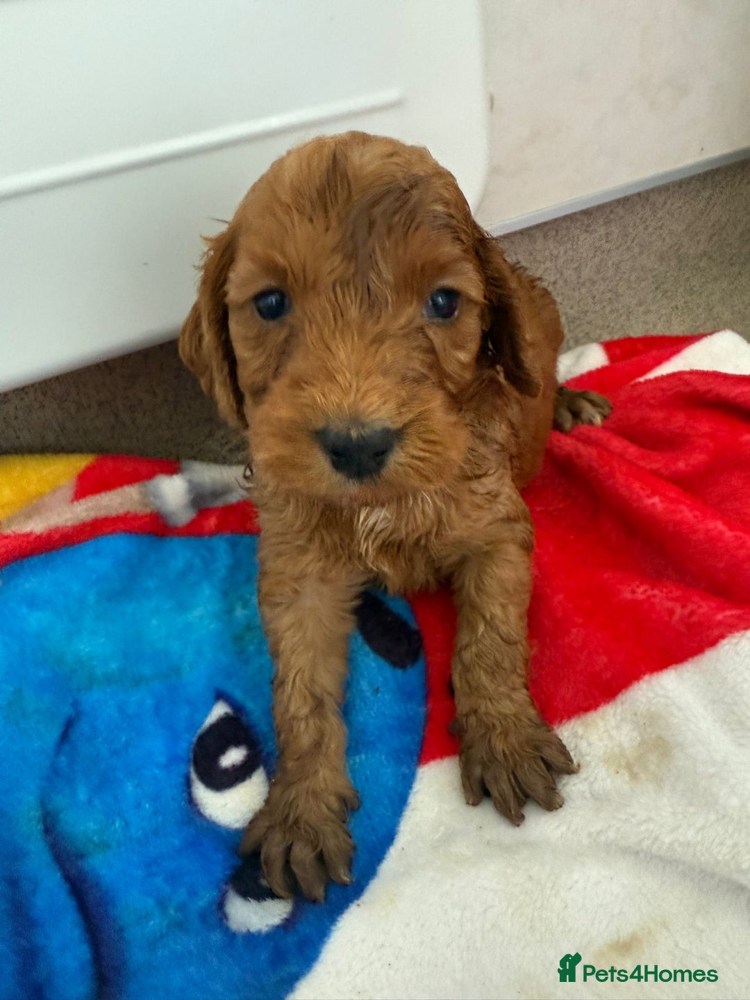 Cockapoo dogs for sale: 9 F1 cockapoo puppies for sale  - Image 8