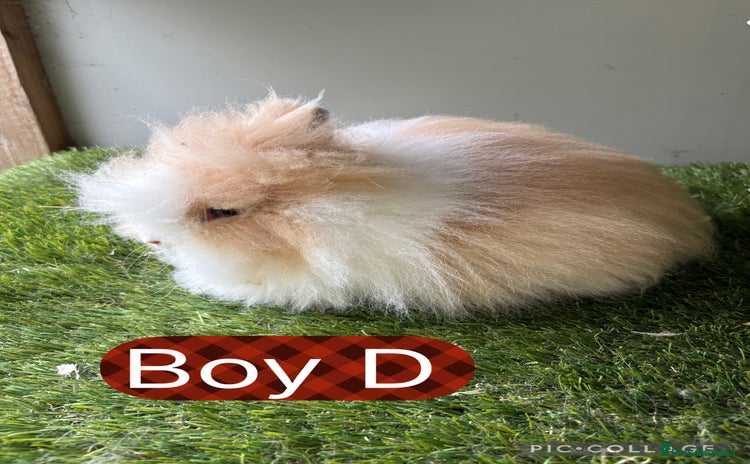 Lionhead rabbits - Advert 17