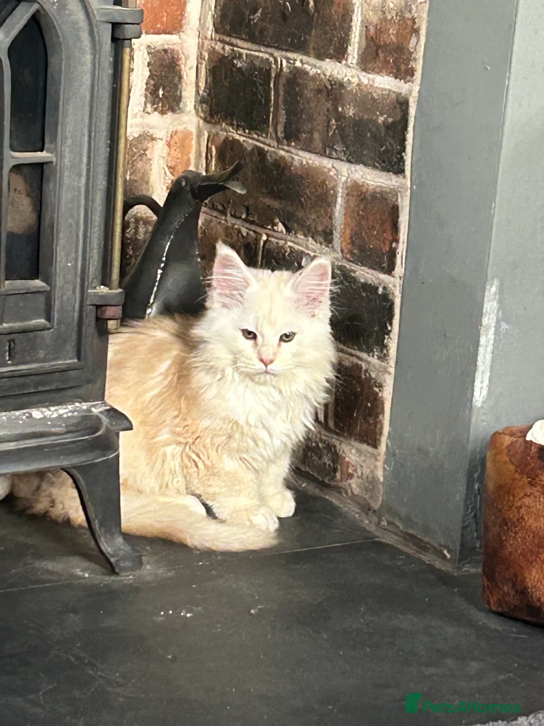 Maine Coon cats for sale: Tica registered male kittens  - Advert 9