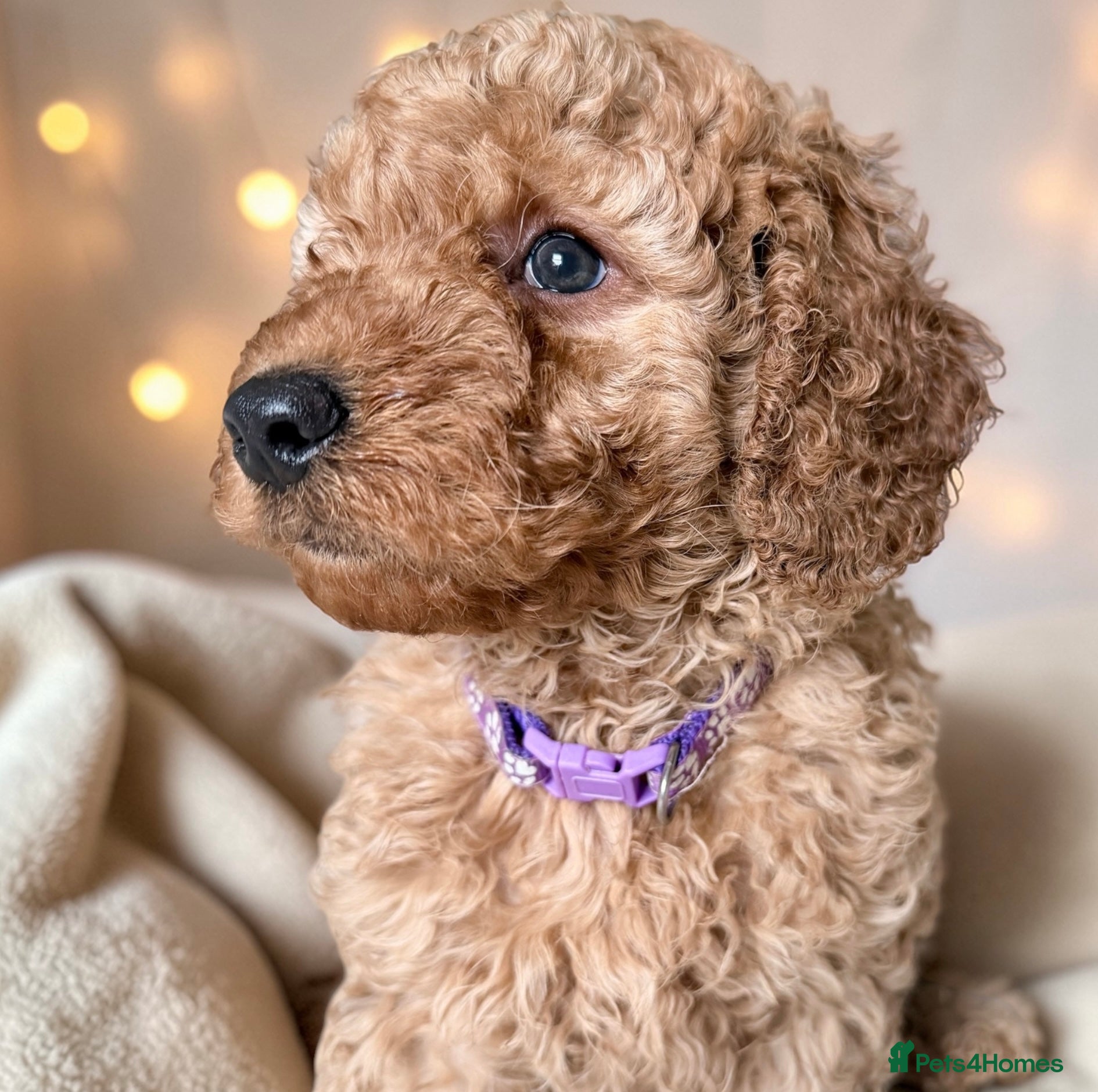 Cockapoo dogs Extensively DNA  Heath checked cockapoo puppies  - Advert 2