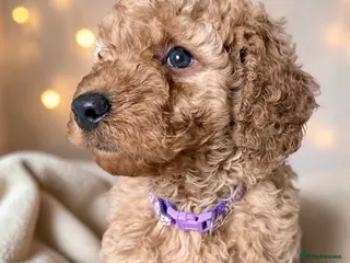 Cockapoo dogs Extensively DNA Heath checked cockapoo puppies - Advert 1