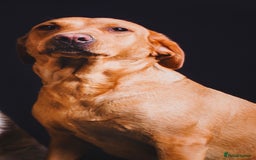 Goldador dogs for sale: Goldador puppies, Labrador x Golden Retiever  - Image 14