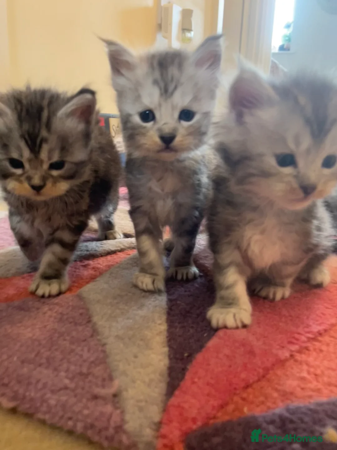 Maine Coon cats for sale: Beautiful Silver tabby Maine coon girls - Advert 9