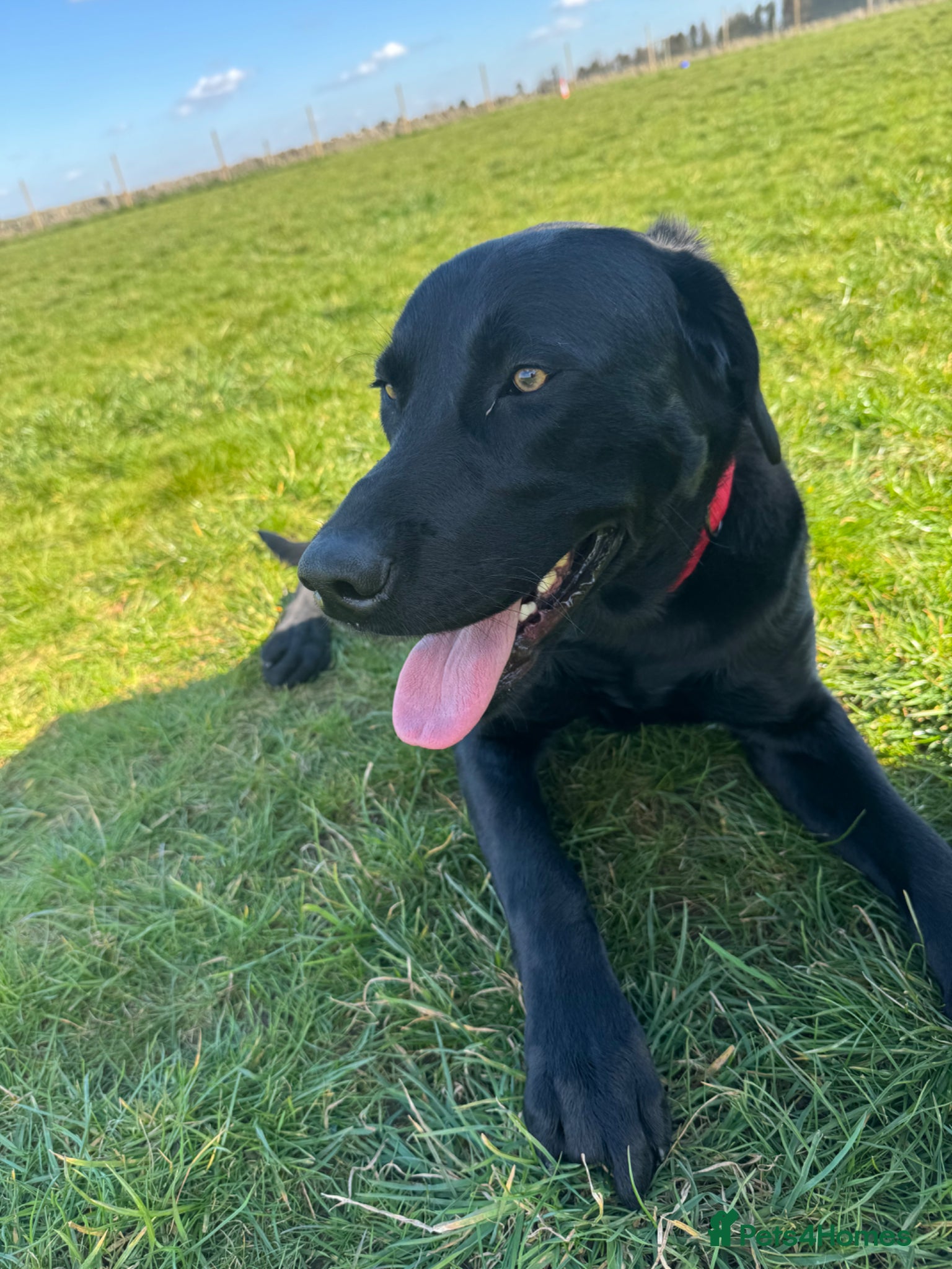 Labrador Retriever dogs Gorgeous trained Labrador available for new home  - Advert 2