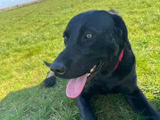 Labrador Retriever dogs Gorgeous trained Labrador available for new home - Advert 13