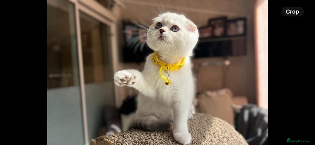Scottish Fold cats for sale: Beautiful TICA Registered Scottish Girl Kittens - Image 8