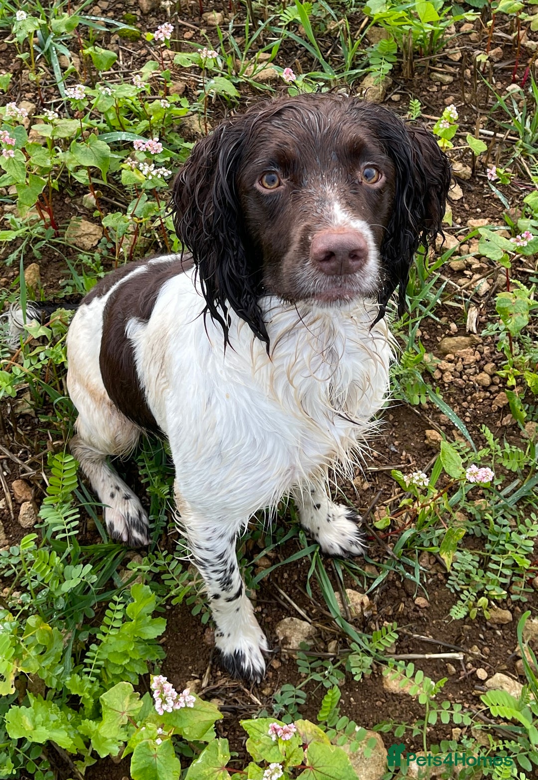 English Springer Spaniel dogs for stud: Working Springer Bineswych Billy (Monty) for Stud - Advert 8