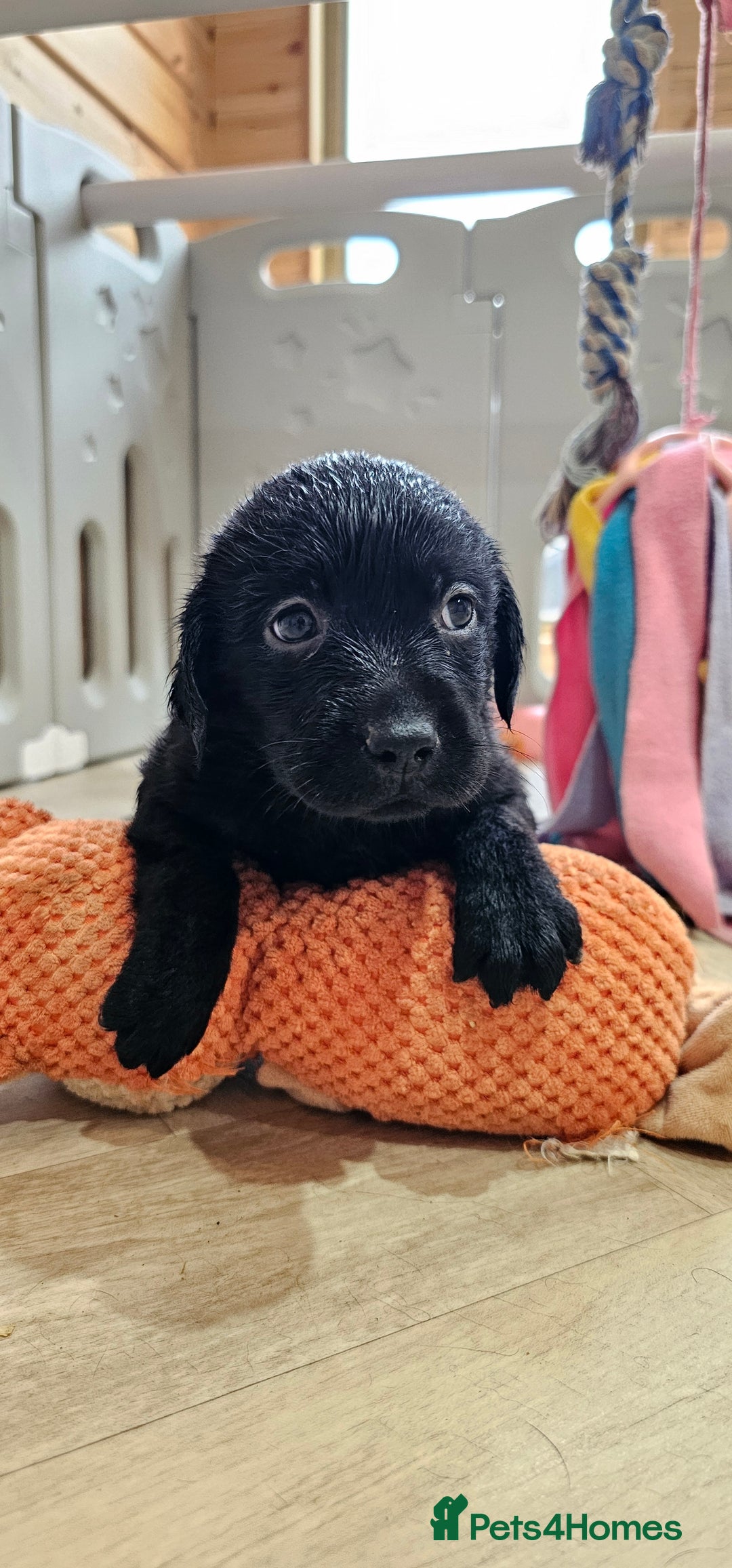Labrador Retriever dogs for sale: 7 STUNNING BLACK LABRADOR PUPPIES - Image 15