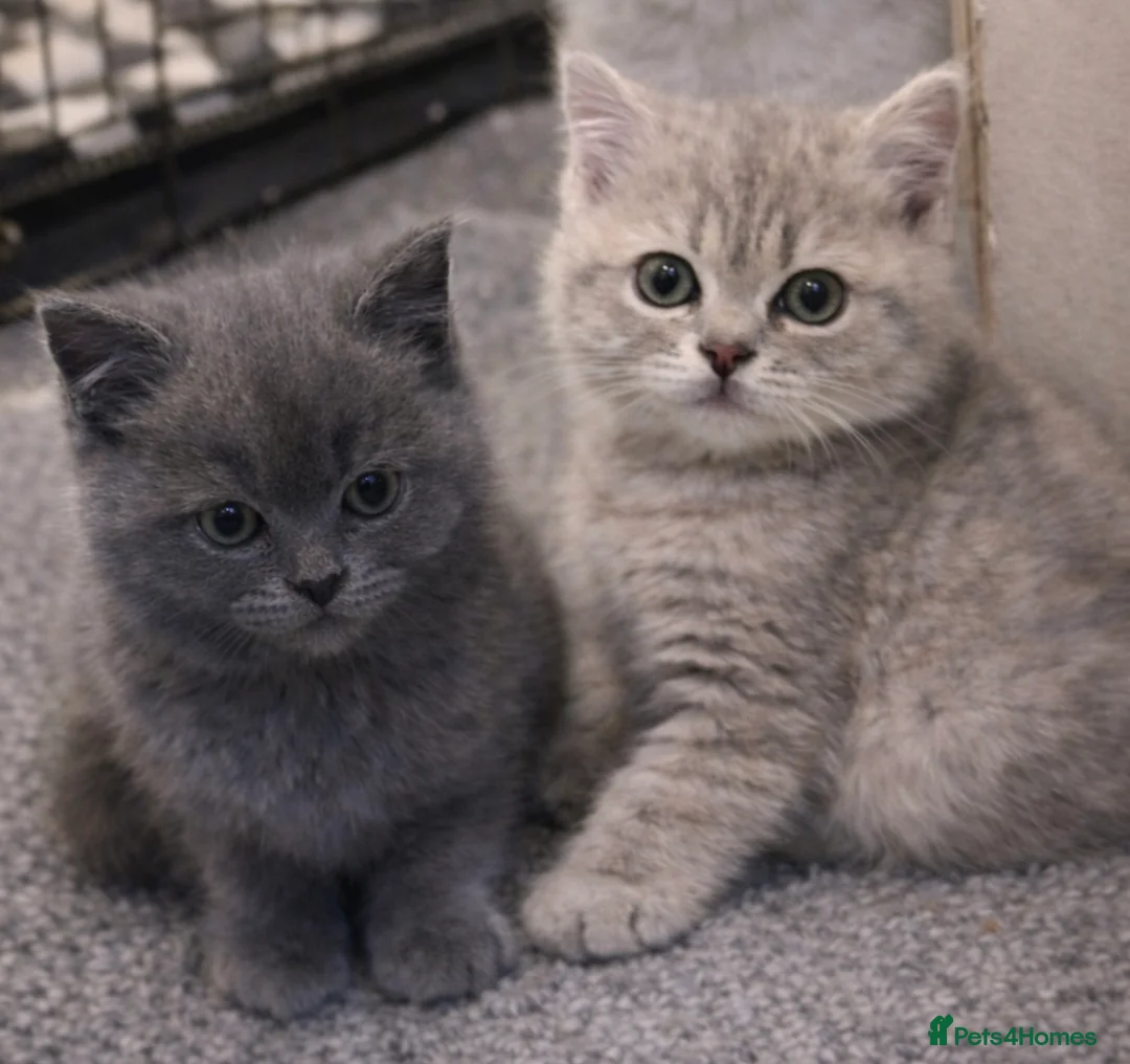 British Shorthair cats for sale: British Shorthair Kittens – Ready for Loving Homes - Advert 1