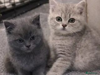 British Shorthair cats British Shorthair Kittens – Ready for Loving Homes - Advert 3