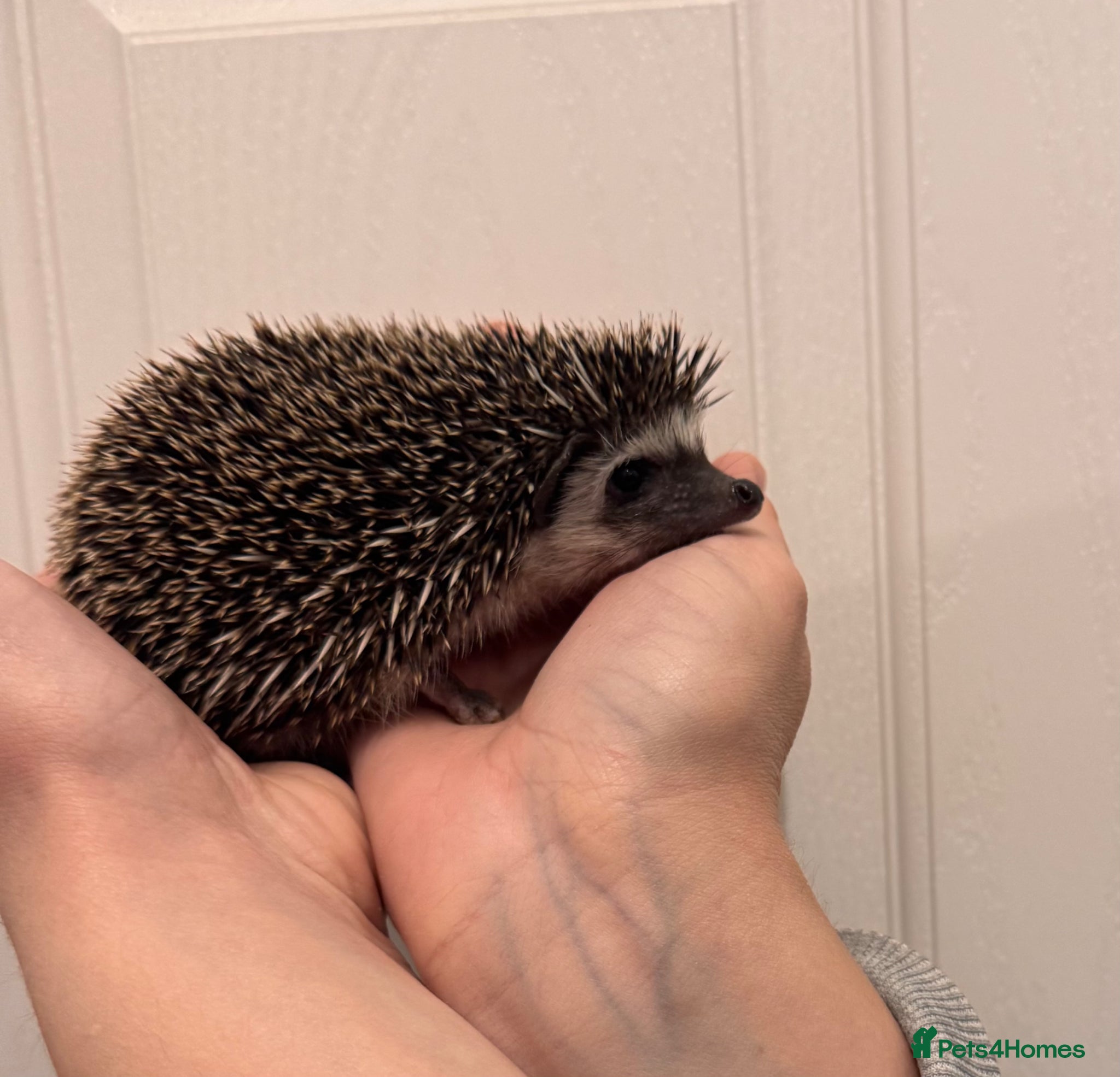 Pygmy Hedgehog rodents 1 Male African Pygmy hedgehogs  - Advert 17