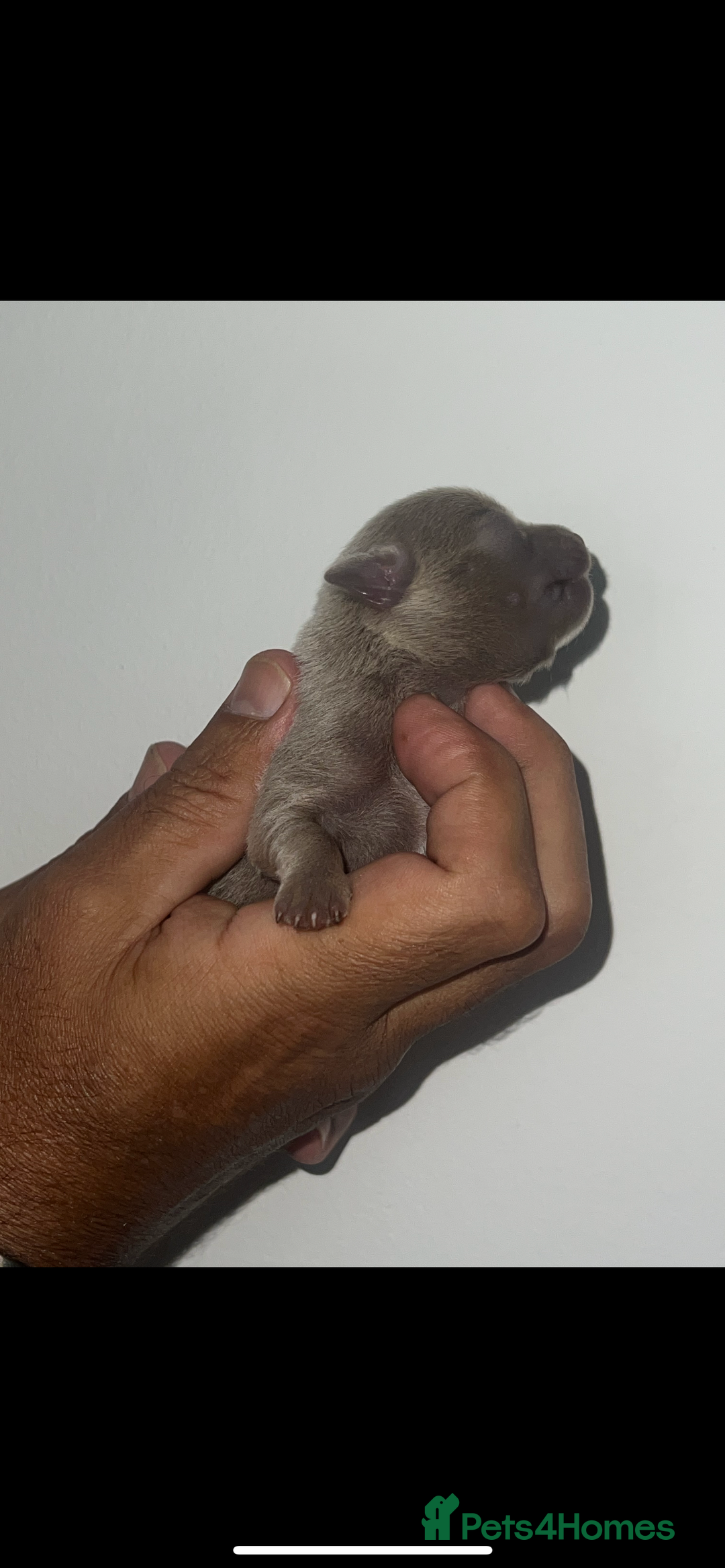 Chihuahua dogs for sale: Chihuahua puppy’s blue and lilicas  - Image 10