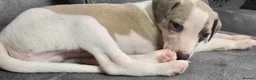 Whippet dogs for sale: The most precious! Kc wippets 🐶 boys & girls   - Advert 12