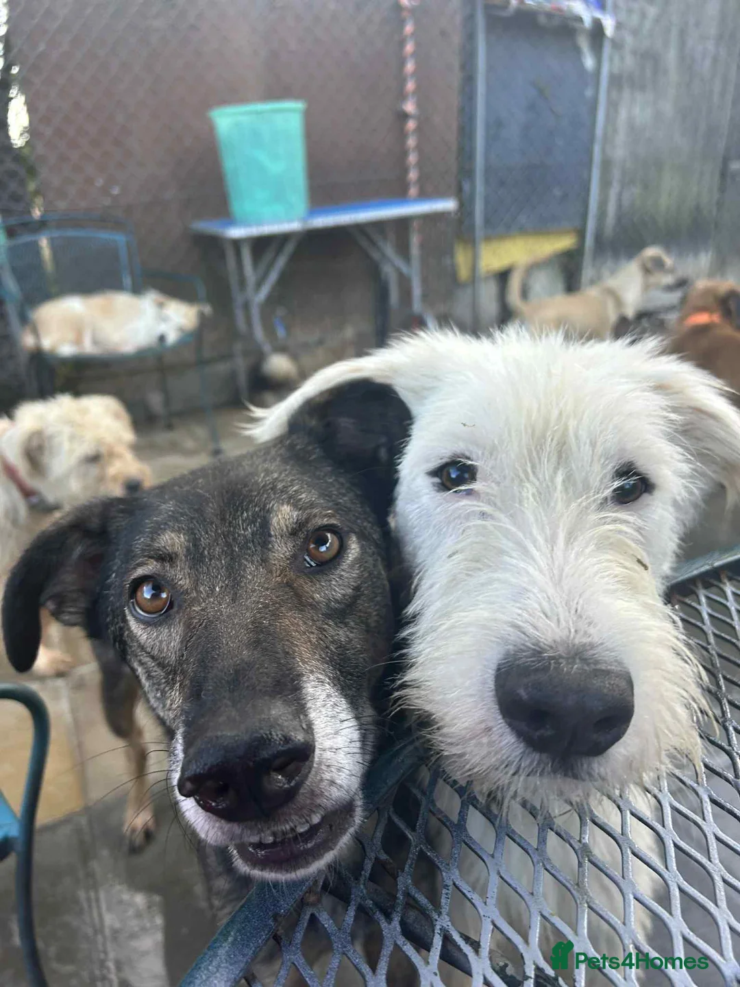 Mixed Breed dogs for adoption: Peter - Norwich Norfolk  in Norwich - Advert 1