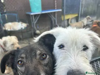 Mixed Breed dogs Peter - Norwich Norfolk in Norwich - Advert 6