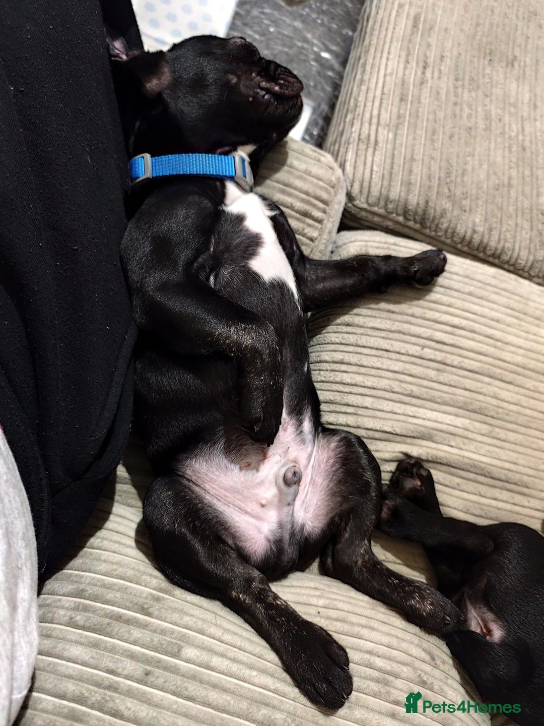 French Bulldog dogs for sale: French bulldog puppy READY TO LEAVE NOW - Advert 9