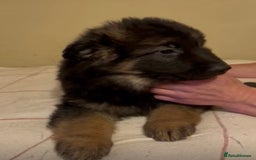 German Shepherd dogs for sale: German Shepherd Pups For Sale - Advert 12