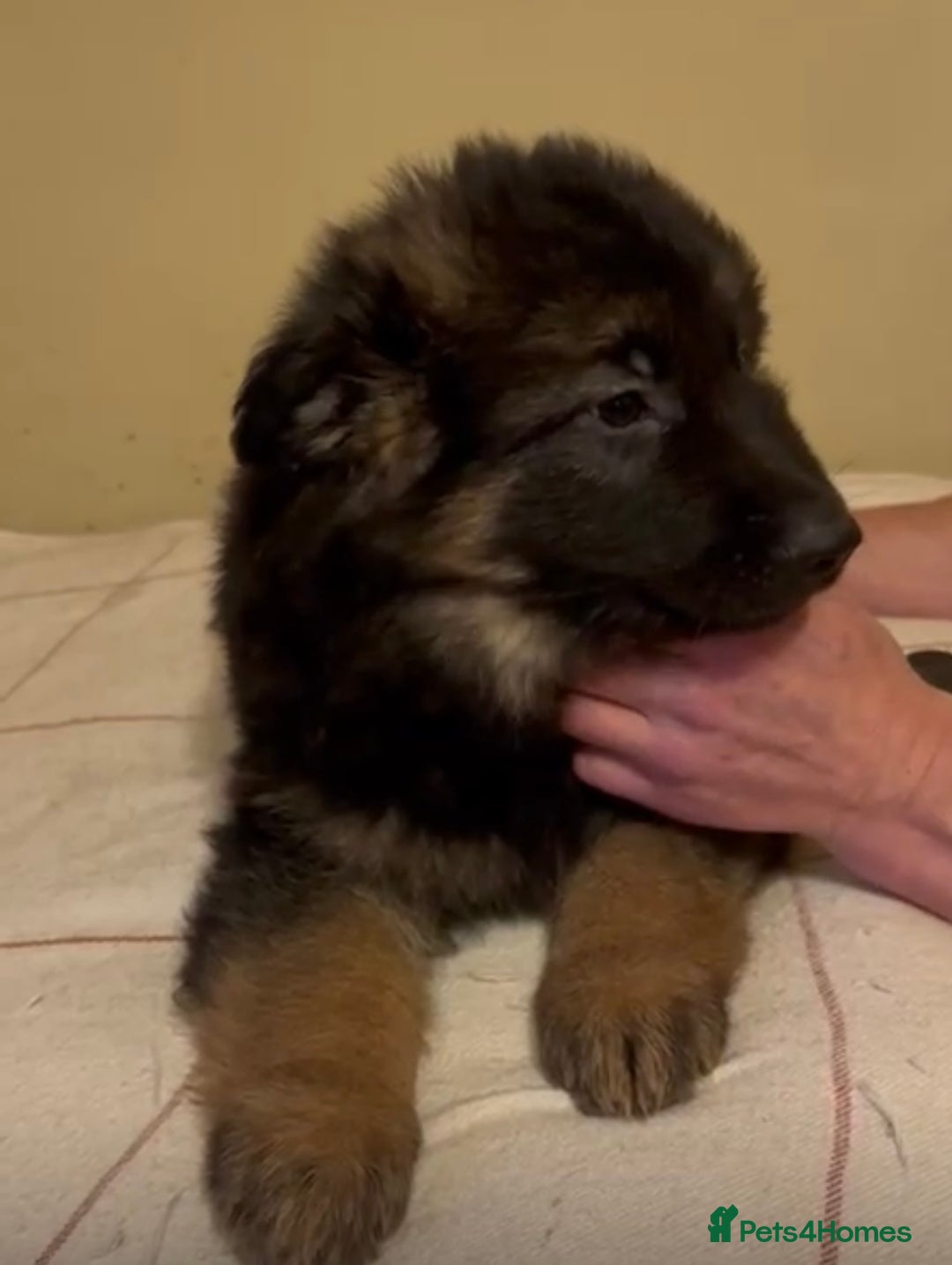German Shepherd dogs for sale: German Shepherd Pups For Sale - Advert 12