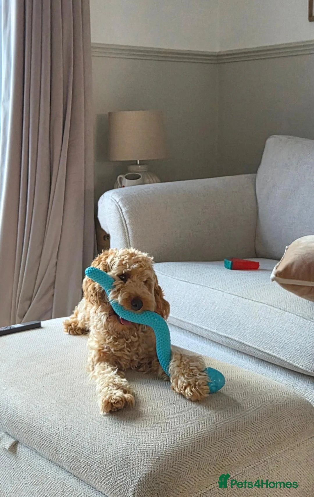 Cockapoo dogs for sale: Loving F1 Cockapoo looking for his forever home - Advert 2