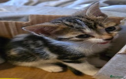 European cats for sale: M9 4ED in Manchester - Image 9