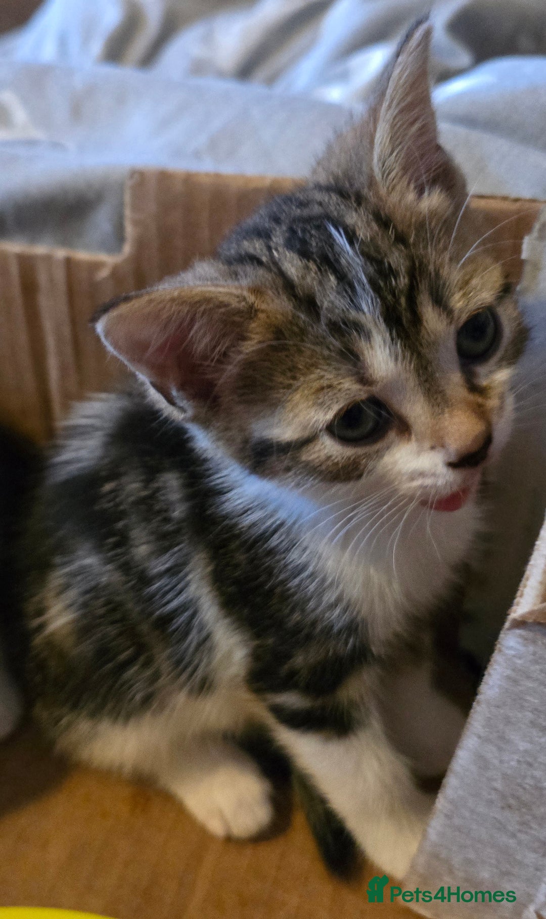 European cats for sale: M9 4ED in Manchester - Image 9