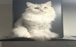 Mixed Breed cats for stud: Maine coon x Persian stud  - Image 2