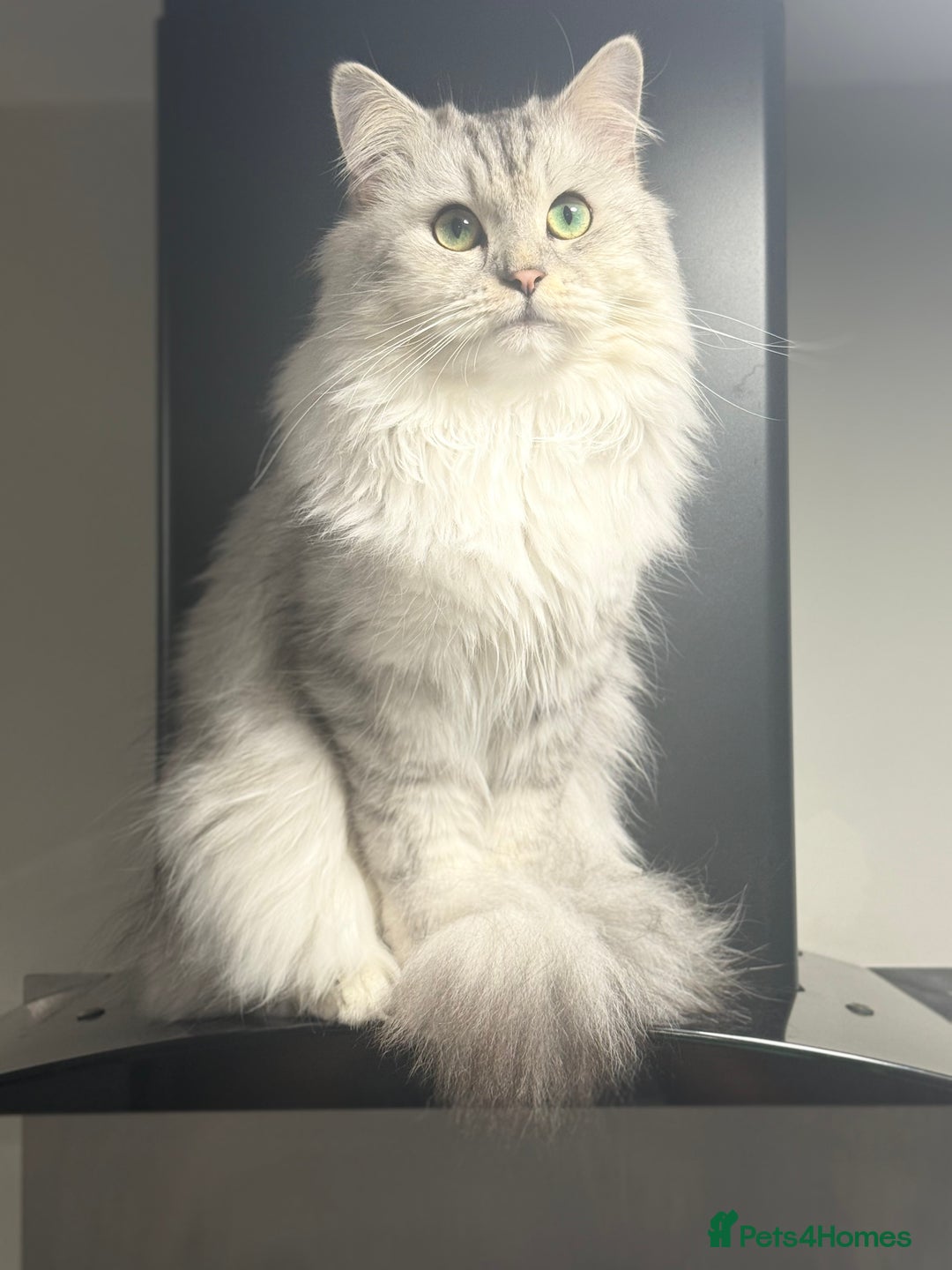 Mixed Breed cats for stud: Maine coon x Persian stud  - Image 2