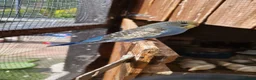 Budgerigars birds for sale: 4 blue chicks and 1 adult male  - Advert 22