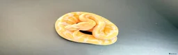Python Snake reptiles for sale: 1.0 GHI, Leo, 66% het Pied  - Advert 13