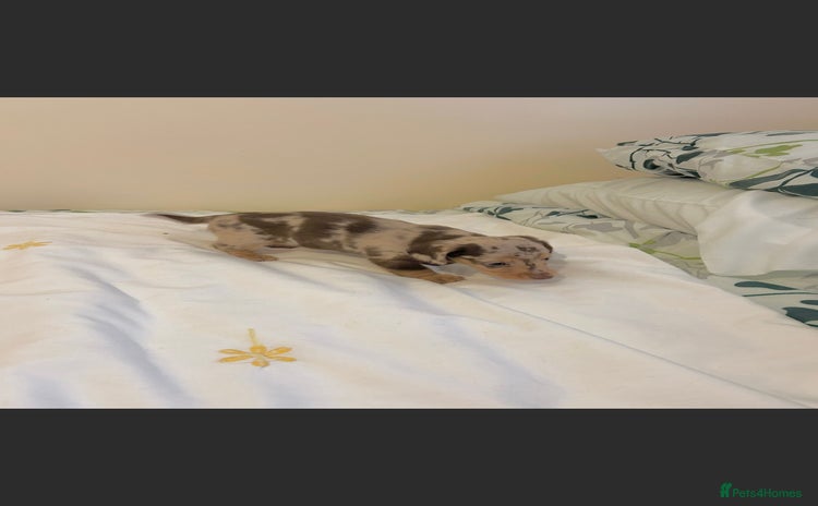 Dachshund dogs - Advert 3