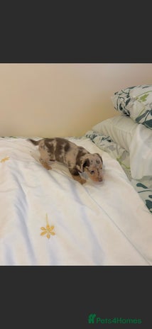 Dachshund dogs - Advert 3