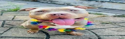 Mixed Breed dogs for sale: American Bulldog X – Zeus – 14 Months  in Wilmslow - Advert 1