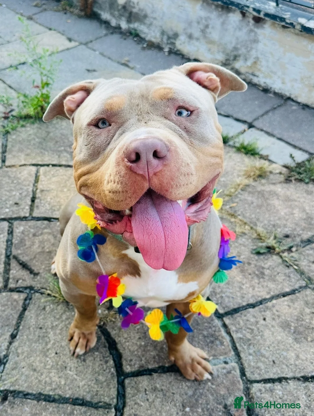 Mixed Breed dogs for sale: American Bulldog X – Zeus – 14 Months  in Wilmslow - Advert 1