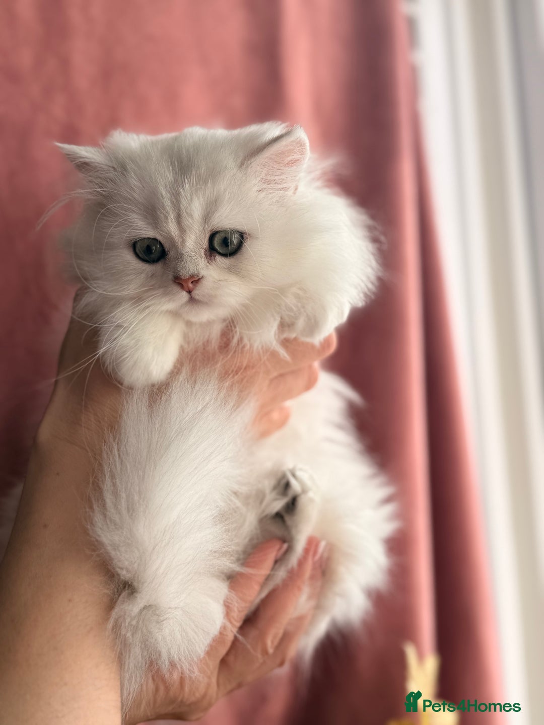 British Shorthair cats for sale: Now reserved - BLH girl  - Advert 9