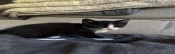 Mixed Breed cats for sale: 4 beautiful kittens born on mothers day in Basingstoke - Advert 12