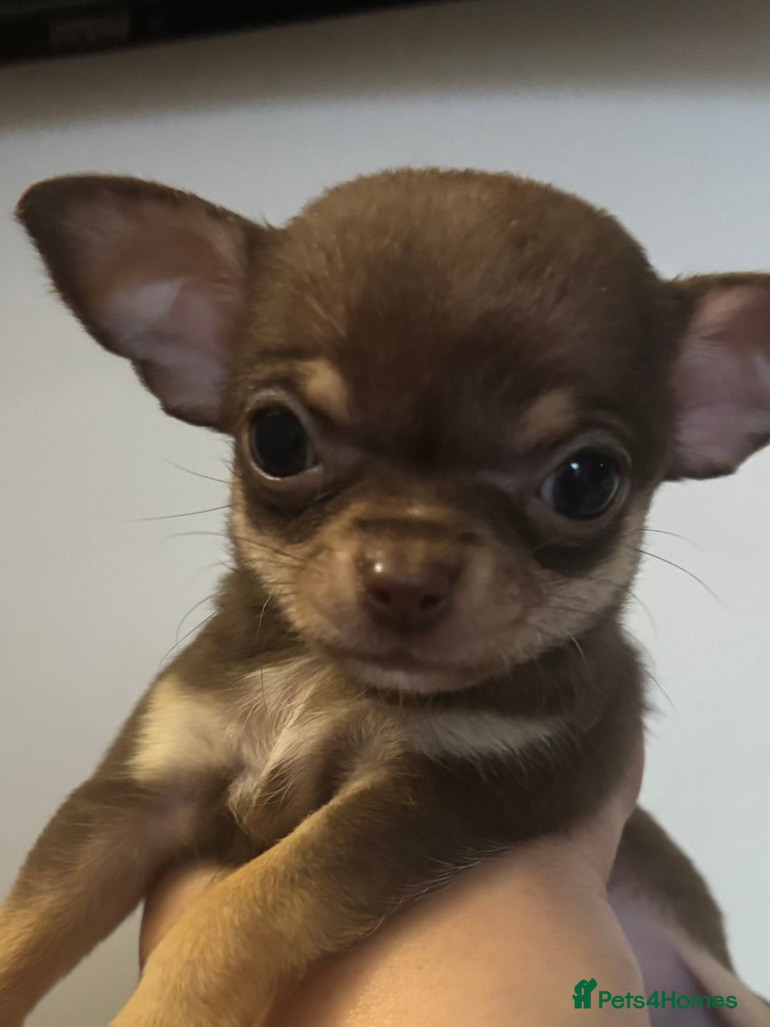 Chihuahua dogs for sale: Lovely chihuahua pups - Advert 2