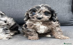Cavapoo dogs for sale: Stunning Cavapoo puppies - Image 19
