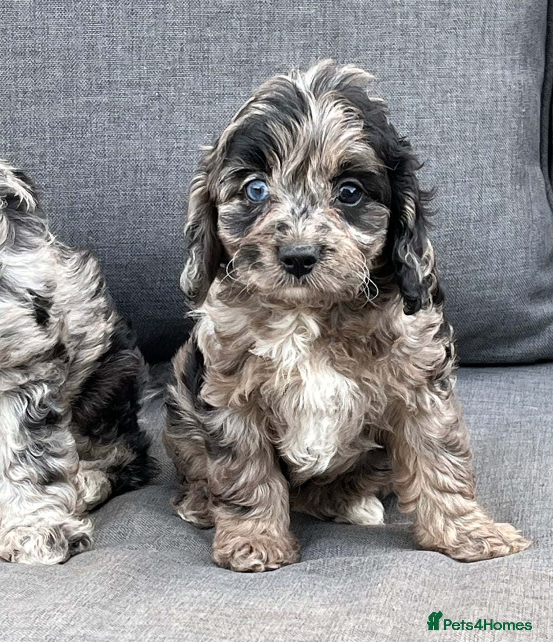 Cavapoo dogs for sale: Stunning Cavapoo puppies - Image 19