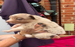 Border Collie dogs for sale: 6.5 weeks old collie puppies for sale  - Image 6