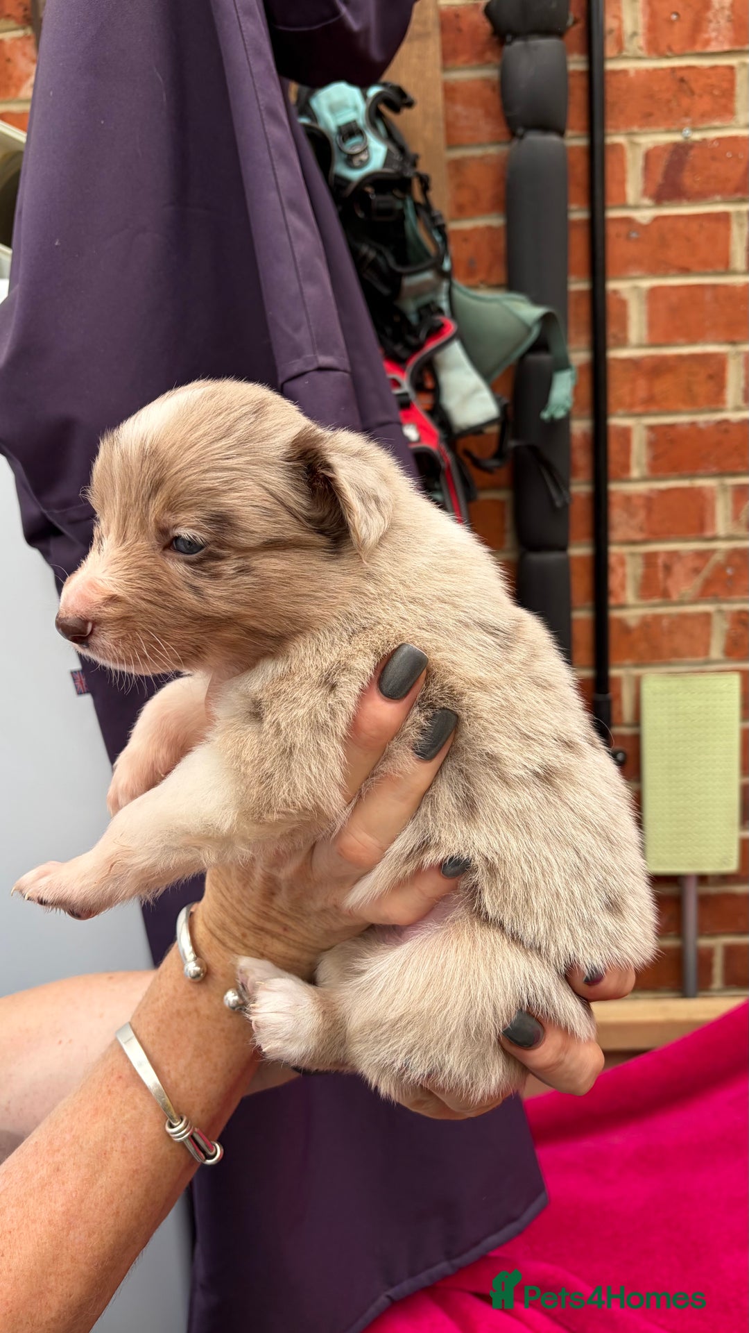 Border Collie dogs for sale: 6.5 weeks old collie puppies for sale  - Image 6