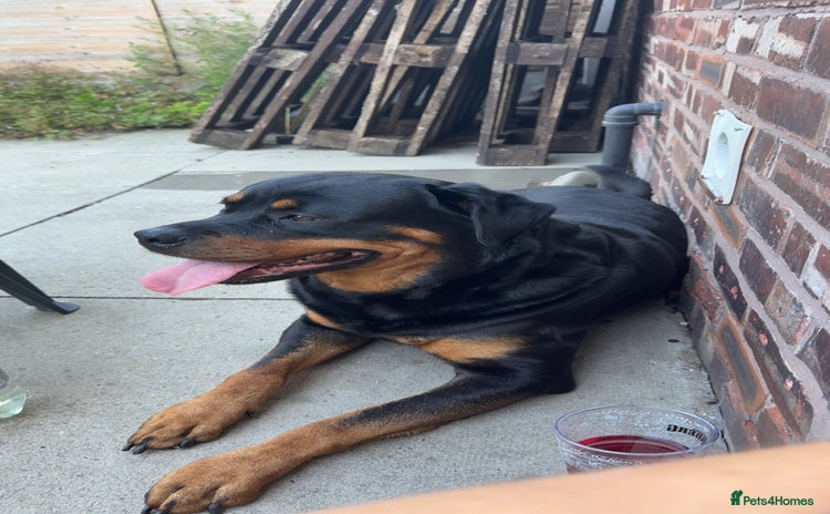 Rottweiler dogs - Advert 1