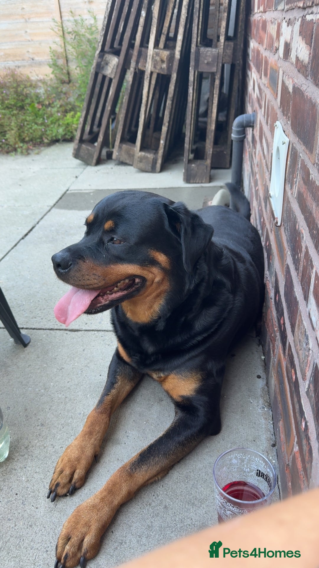 Rottweiler dogs for sale: 3 year old female Rottweiler  - Image 1