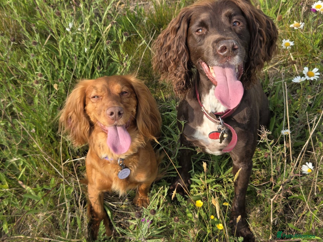 Cocker Spaniel dogs for sale: Stunning KC reg red working cocker pups - Advert 14