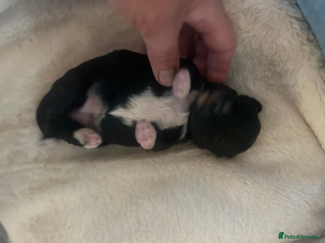 Toy Poodle dogs for stud: K.C Chocolate ToyPoodle at Stud in Coventry - Advert 20