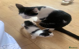 British Shorthair cats for sale: 5 pretty babies looking for home!!❤️ - Image 5