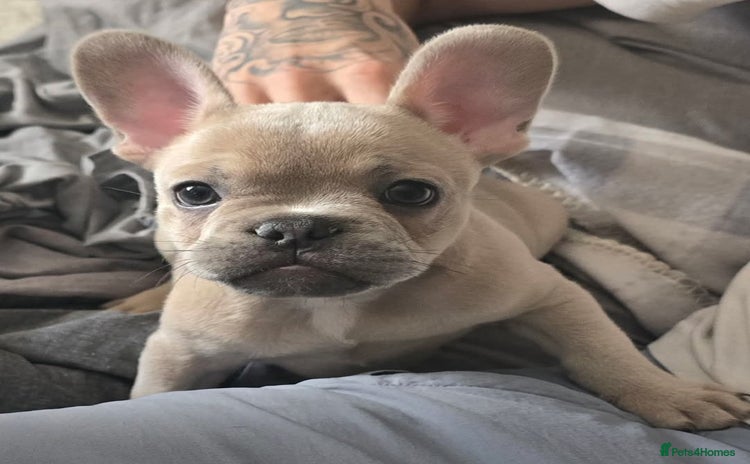 French Bulldog dogs - Advert 3