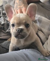 French Bulldog dogs - Advert 2