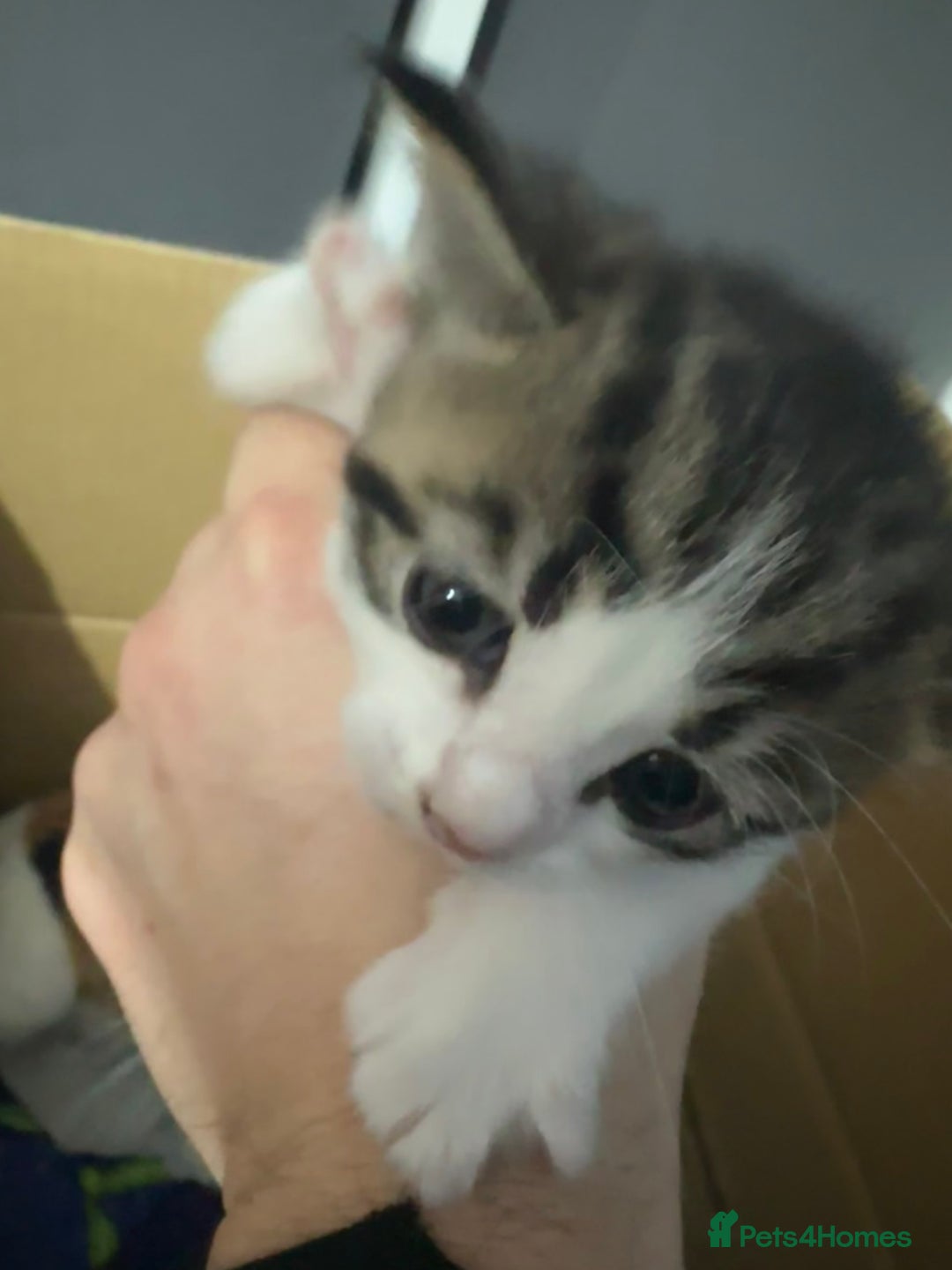 Mixed Breed cats for sale: Four Lovely mixed breed Kittens  - Advert 7